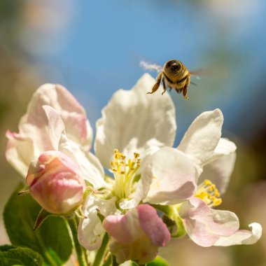 İlkbaharda çiçek açan elma bahçesi.