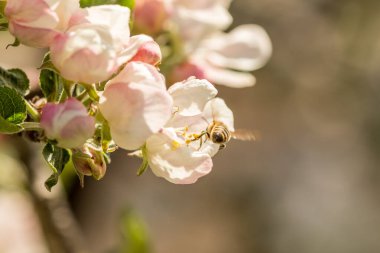 İlkbaharda çiçek açan elma bahçesi.