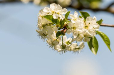 İlkbaharda çiçek açan elma bahçesi kapanıyor.