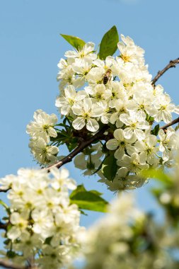 İlkbaharda çiçek açan elma bahçesi kapanıyor.