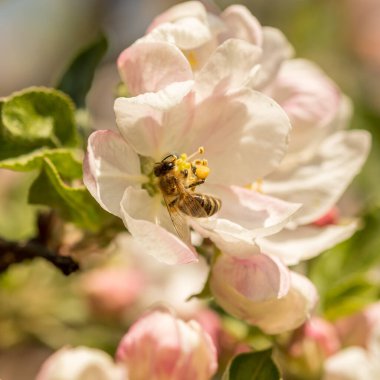 İlkbaharda çiçek açan elma bahçesi.