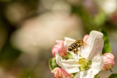 İlkbaharda çiçek açan elma bahçesi.