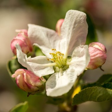 İlkbaharda çiçek açan elma bahçesi kapanıyor.
