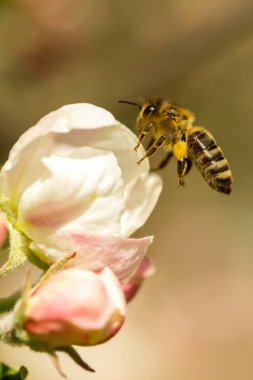 İlkbaharda çiçek açan elma bahçesi.