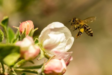 İlkbaharda çiçek açan elma bahçesi.