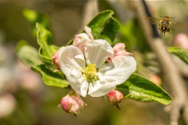 İlkbaharda çiçek açan elma bahçesi.