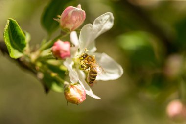 İlkbaharda çiçek açan elma bahçesi.