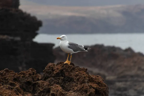 一只孤零零的海鸥腿上挂着一个环 躺在靠近大海的悬崖上的岩石上 — 图库照片