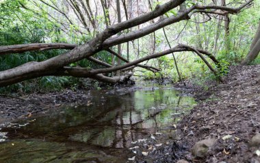 Ağaçların devrildiği ve bitkilerle çevrili bir ormanda küçük bir dere.