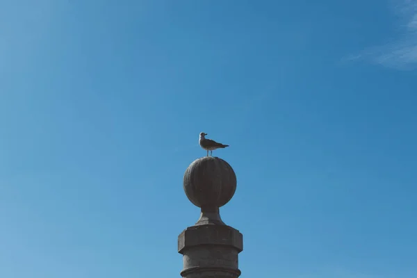 阳光明媚的日子 海鸥在海边 — 图库照片