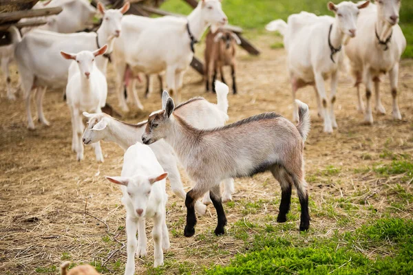 farm in the village, a herd of goats walks on the grass, little goats play, summer, green grass, good weather, the village