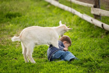 Bir çocuk bir çocuğu yaraladı, küçük beyaz bir çocuk atladı, bir çocuk düştü, yeşil çimenler, çiftlik köyü, ahşap çitler, çocuk itildi, çocuk çocuğun üzerine atladı, çocuk ayakta duramadı.,