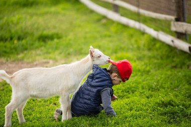Beyaz keçi, çocukların kafasındaki kırmızı şapkayı çıkarır.