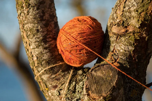 オレンジ色の毛糸の玉が木の上にあるシナモン樹皮 天気の良い日の木の幹 — ストック写真