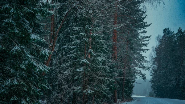 Snowfall Russian Forest — Stock Photo, Image