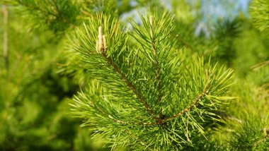 Bahar ışınlarında ladin dalı