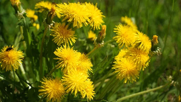 First Dandelions Field — Stock Photo, Image