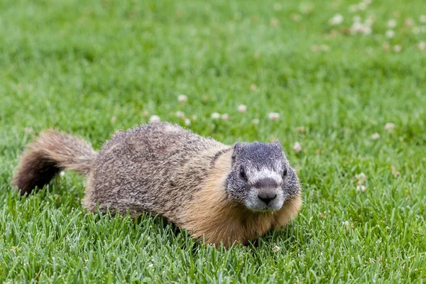 Hoary marmot (Marmota caligata) encontrado en Alberta, Canadá —  Fotos de Stock