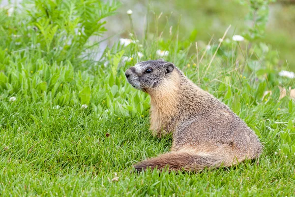 Hoary marmot (Marmota caligata) encontrado em Alberta, Canadá — Fotografia de Stock