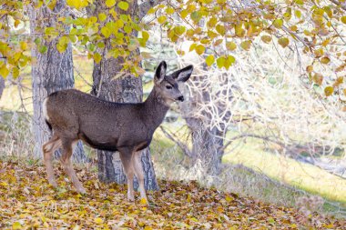 Bebek Kanada geyiği ormanda
