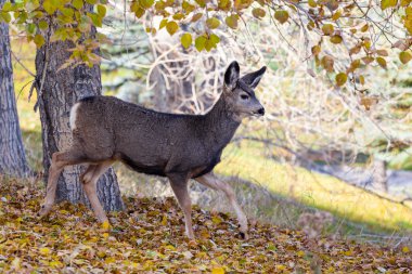Bebek Kanada geyiği ormanda