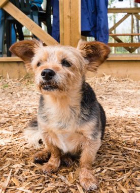 Korkunç - Shih Tzu azman köpek