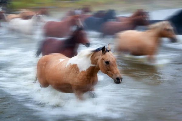 Horses Crossing a River in Alberta, Canada — Stock Photo, Image