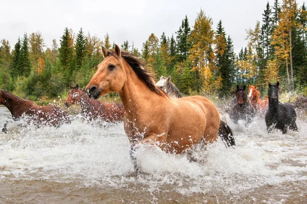 Horses Crossing a River in Alberta, Canada — Stock Photo, Image