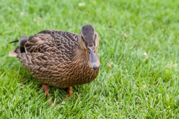 Pato Mallard feminino (Anas platyrhynchos) — Fotografia de Stock