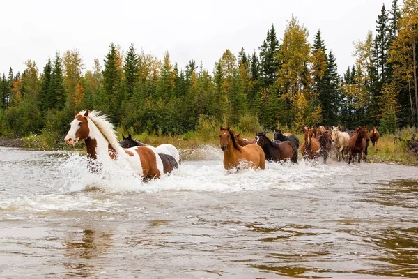 Horses Crossing a River in Alberta, Canada — Stock Photo, Image