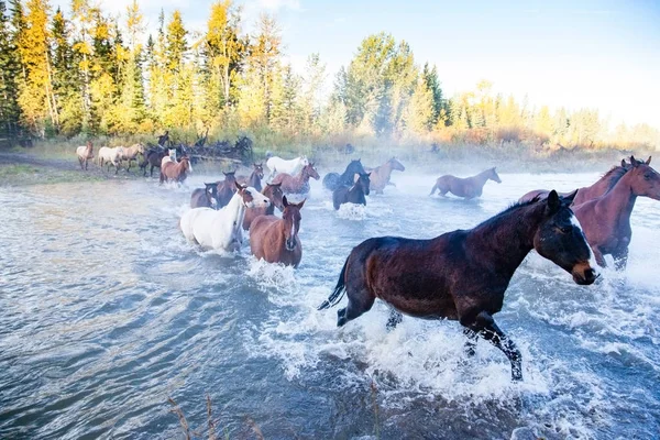 Horses Crossing a River in Alberta, Canada — Stock Photo, Image