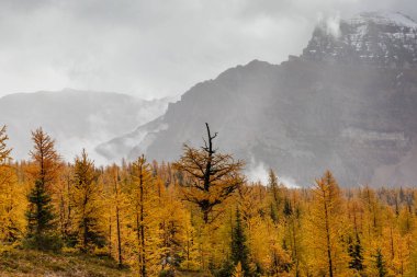 Kanada kayalık dağlarında Larch vadi