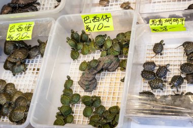Kaplumbağa Pet satış Tung Choi Street, Hong Kong