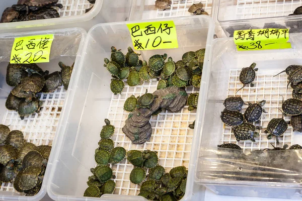 Schildpad huisdier te koop op Tung Choi Street, Hong Kong — Stockfoto