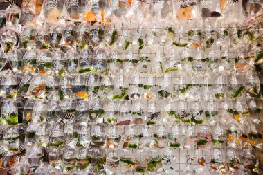 Hong Kong Goldfish Market satış evde beslenen hayvan balık