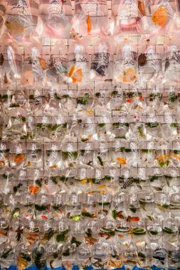 Hong Kong Goldfish Market satış evde beslenen hayvan balık