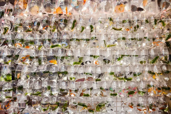 Pet Fish on Sale at Goldfish Market in Hong Kong