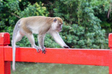 Singapur vahşi uzun kuyruklu makak