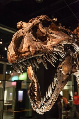 Dinozor sergi Drumheller, Kanada Royal Tyrrell Müzesi'nde