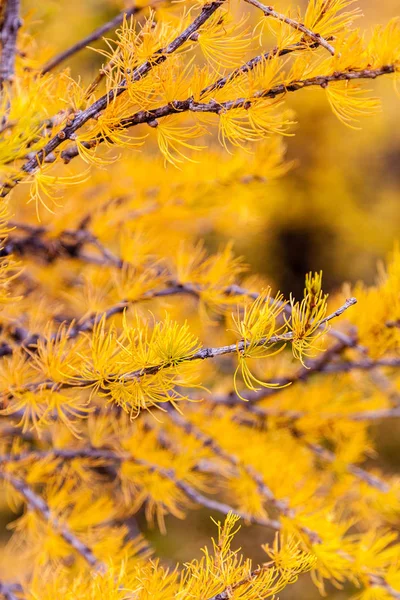 Gyllene lärk träd i Banff National Park — Stockfoto