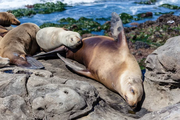 Leões do Mar da Califórnia Zalophus Californianus em La Jolla — Fotografia de Stock