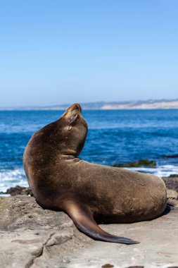 La Jolla, Kaliforniya deniz aslan Zalophus Californianus