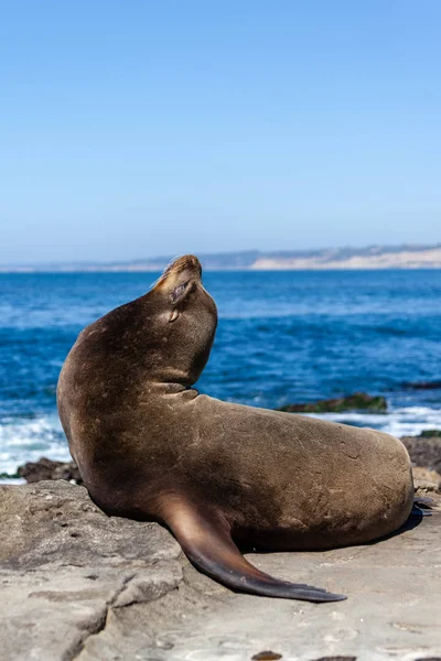 Leão do Mar da Califórnia Zalophus Californianus em La Jolla — Fotografia de Stock