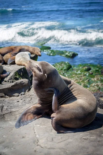 Leões do Mar da Califórnia Zalophus Californianus em La Jolla — Fotografia de Stock