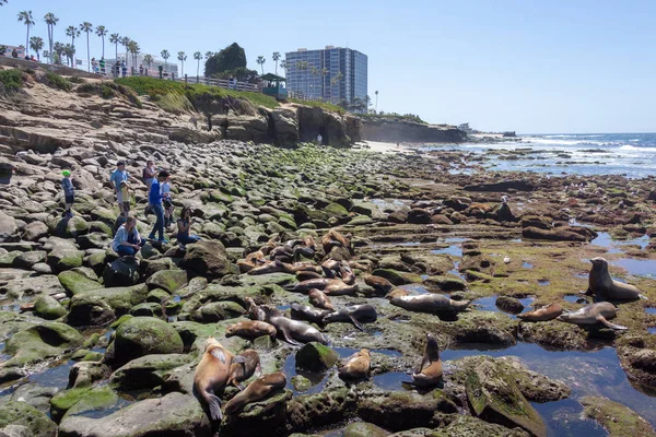 Kalifornische Seelöwen zalophus californianus in la jolla — Stockfoto