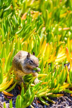 California zemin sincap La Jolla, San Diego besleme.