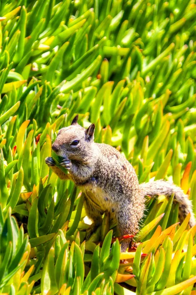 California Ground Squirrel Feeding at La Jolla, San Diego — Stock Photo, Image