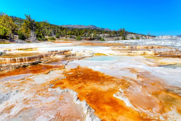 Canary Spring på Mammoth varma källor i Yellowstone National Par — Stockfoto