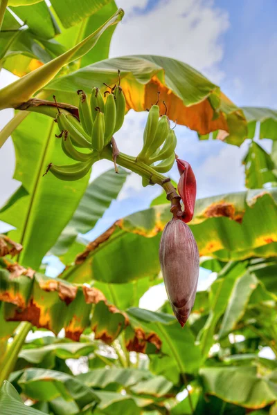 Μπανάνα Λουλούδι και Νεαρά Φρούτα στο Δέντρο — Φωτογραφία Αρχείου