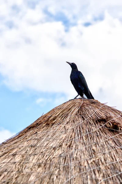 Mexican Grackle Bird on a Coconut Palm Leaf Hut — 스톡 사진